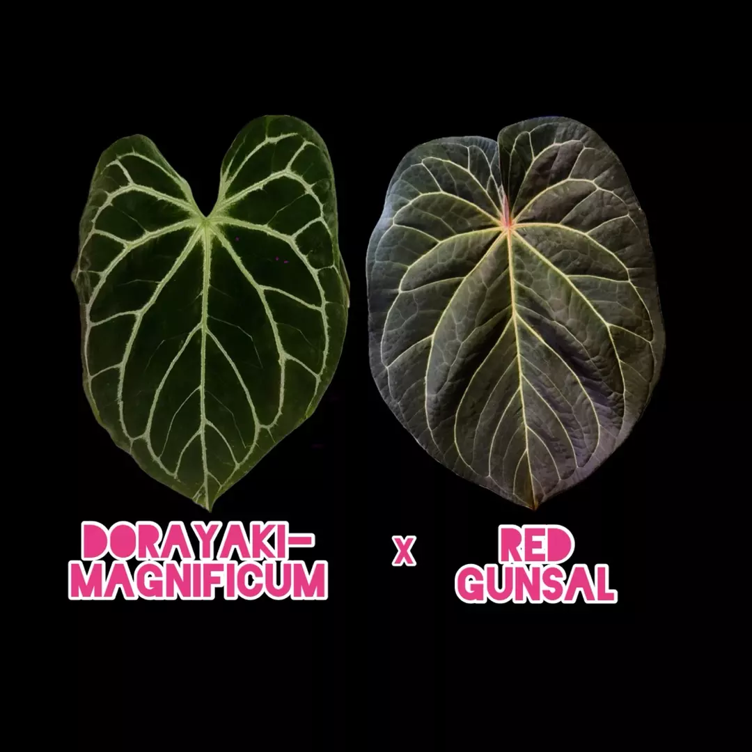 MBR Dorayaki-Mag x Red Gunsal Anthurium Seedlings Exclusive Release thumbnail