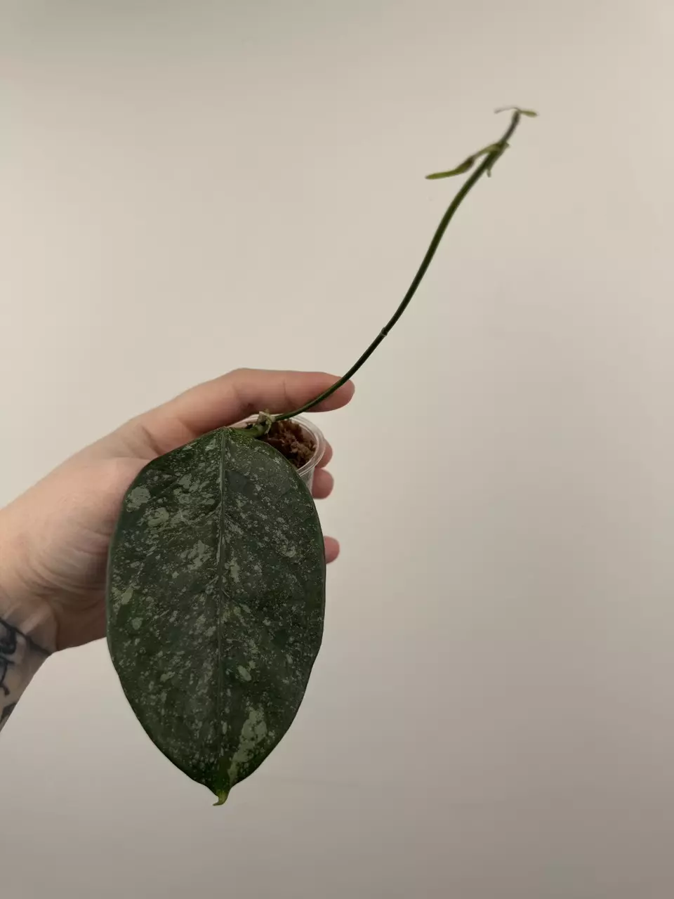 Hoya Coriacea 'Silver' thumbnail