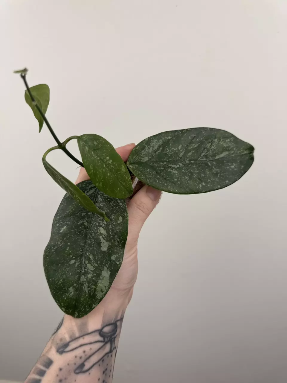 Hoya Coriacea 'Silver' thumbnail