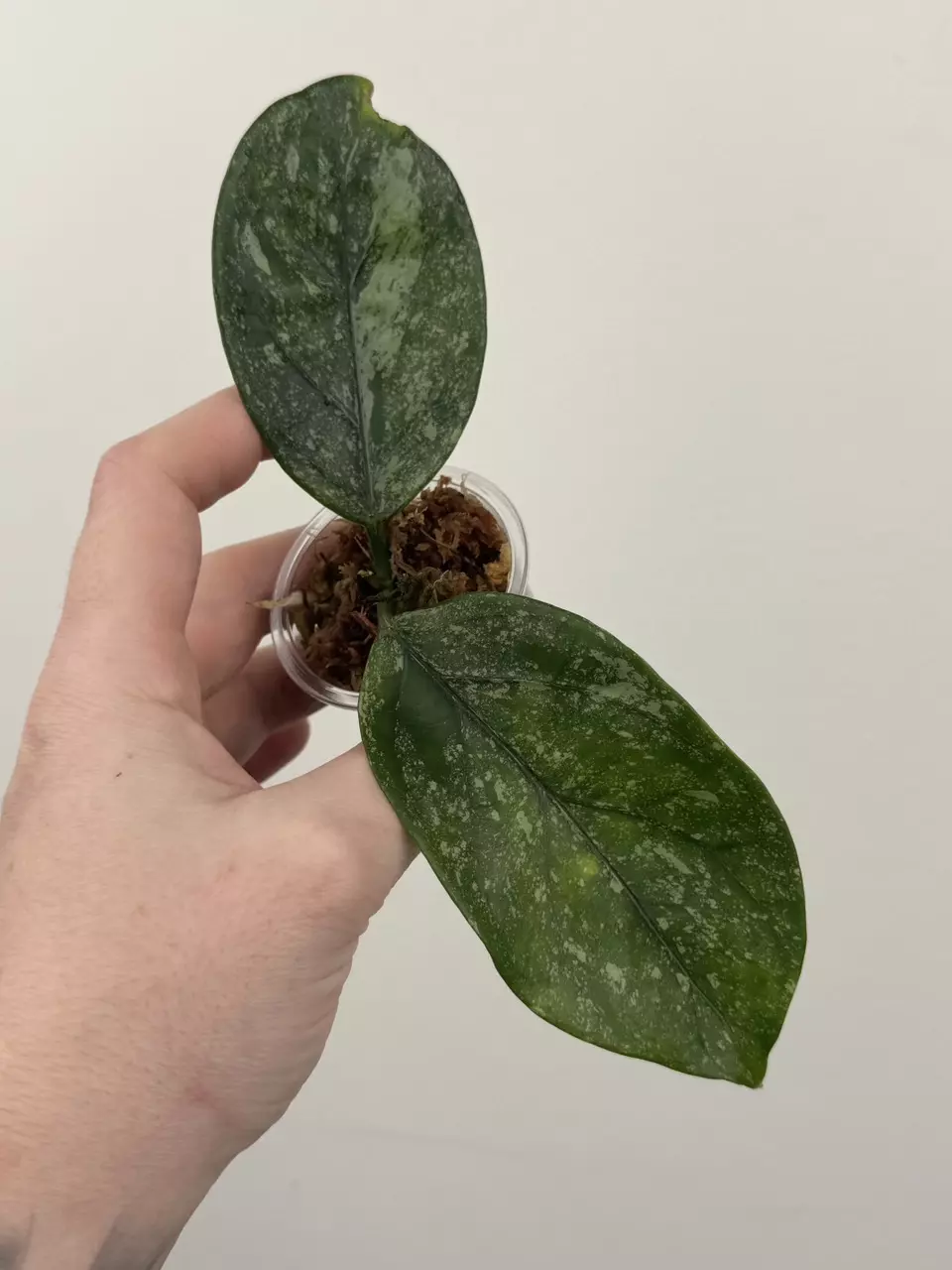 Hoya Coriacea 'Silver' thumbnail