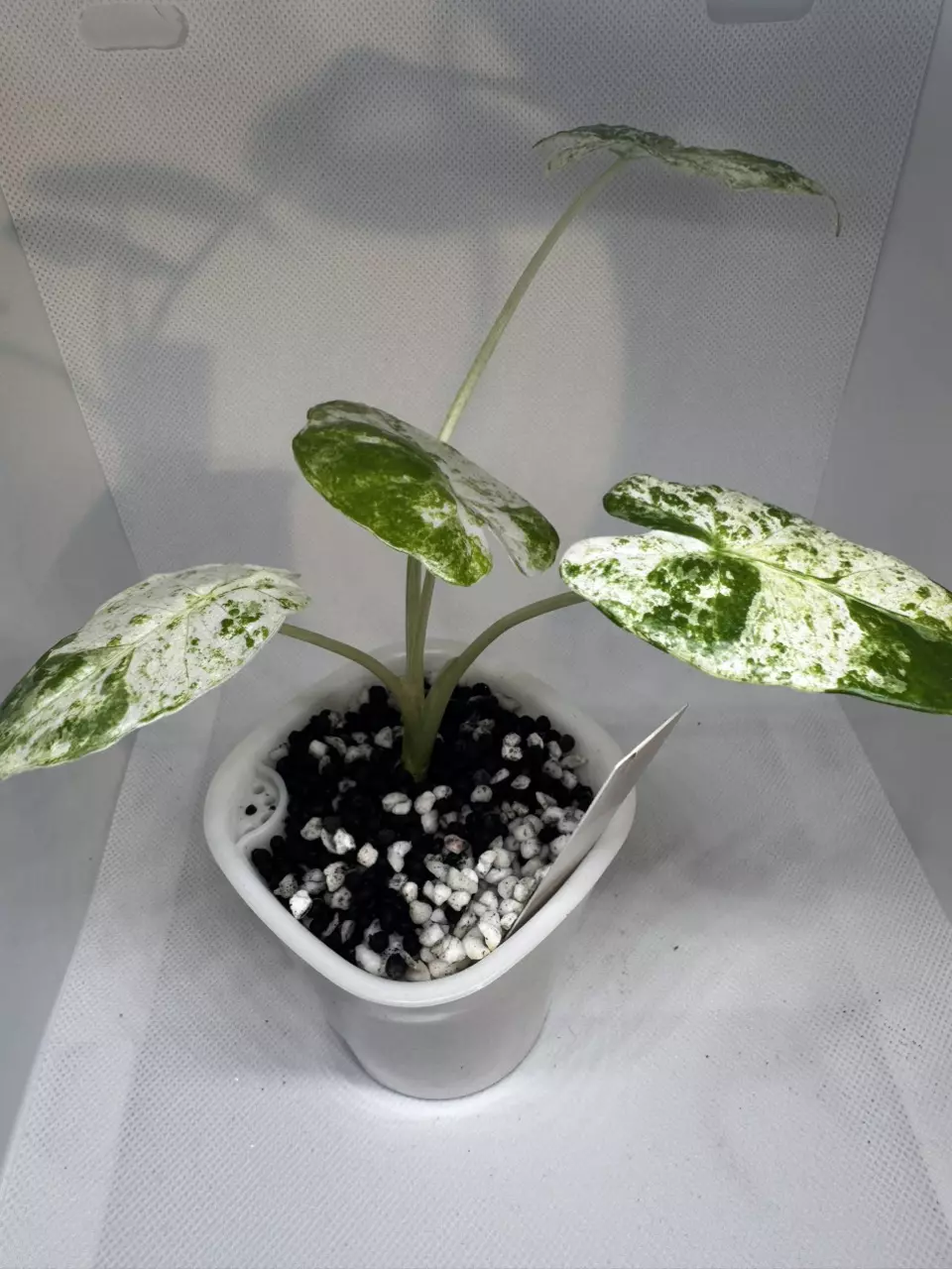 Alocasia Blizzard thumbnail