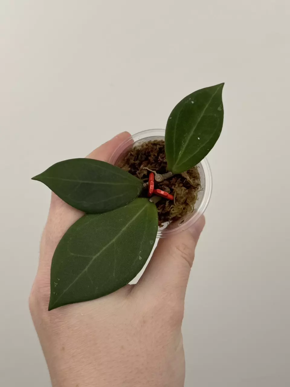 Hoya Khon Kean Ruby thumbnail