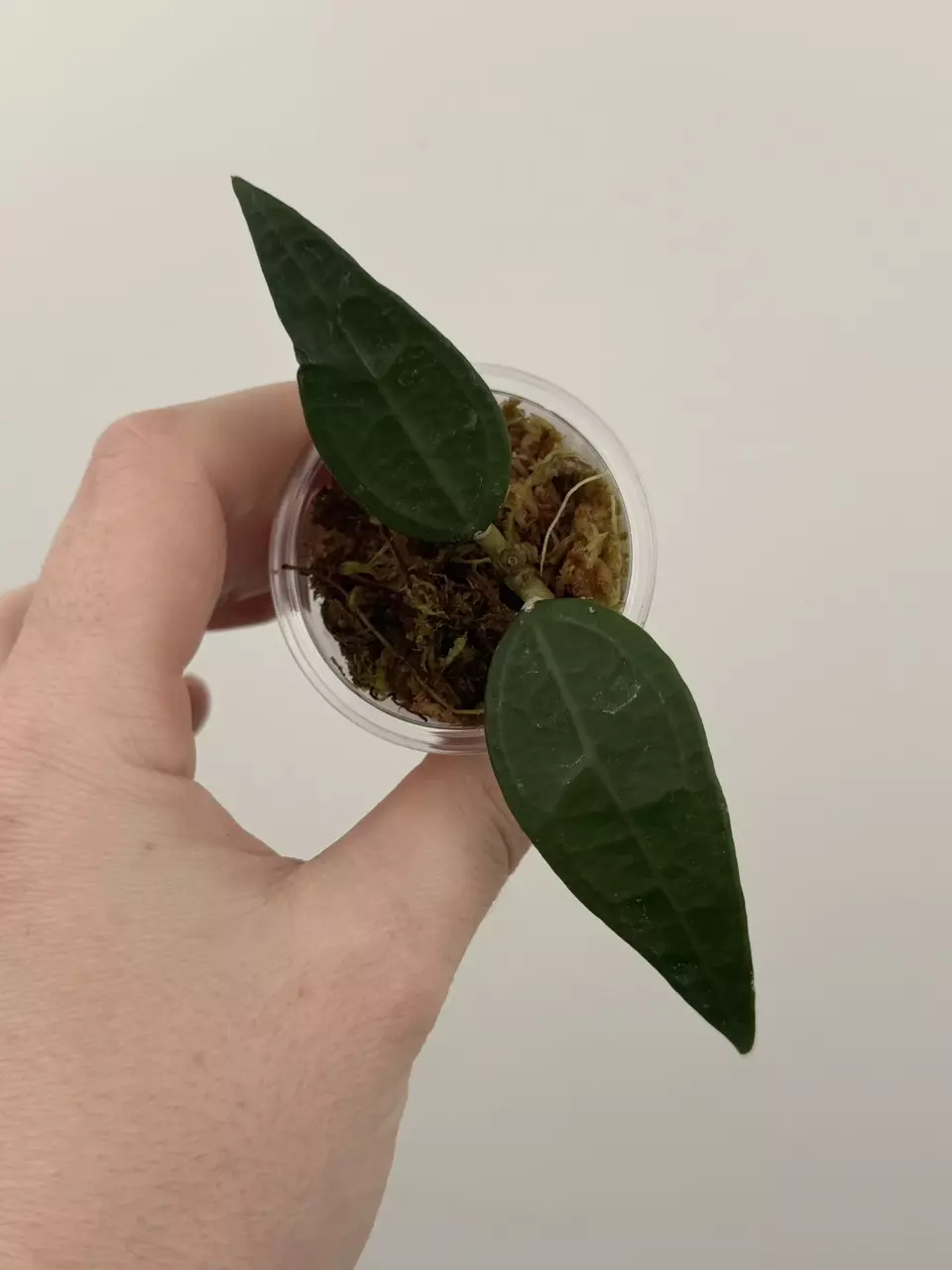 Hoya AH-001 Indonesia thumbnail