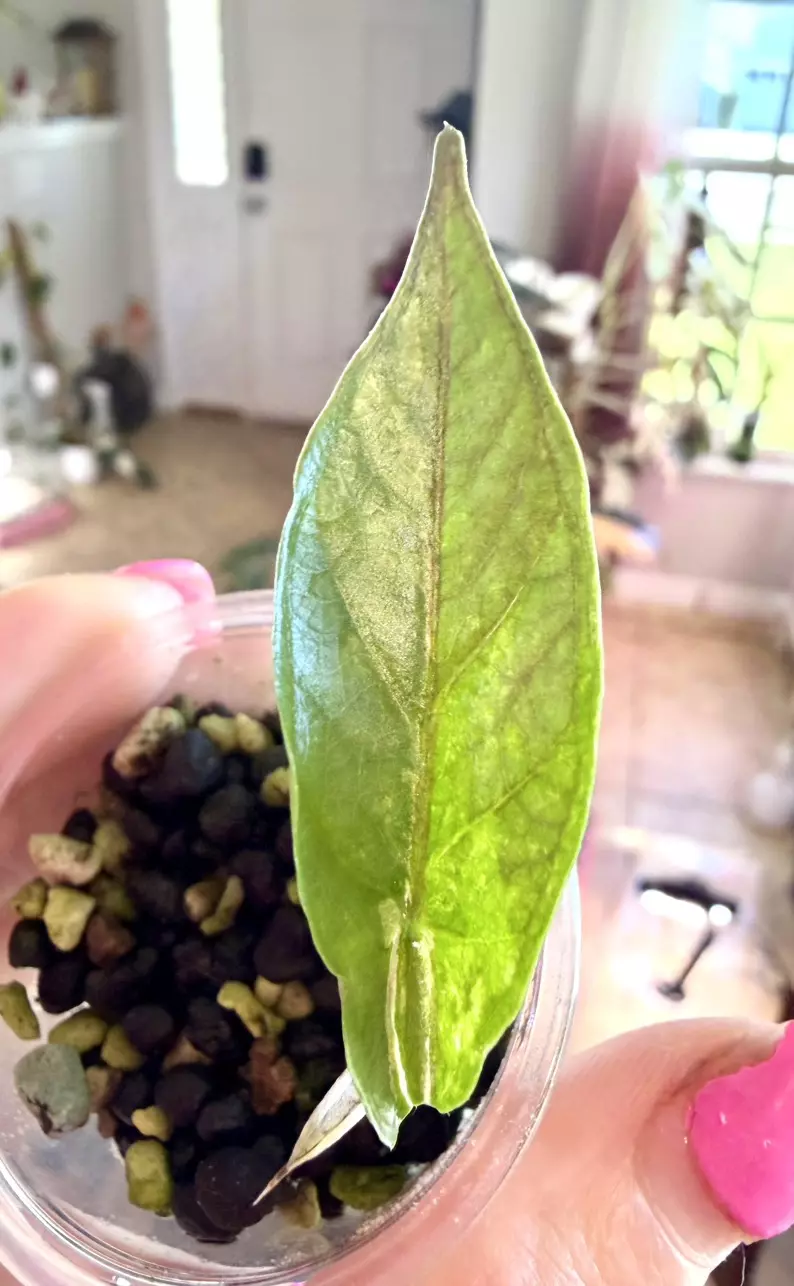 Albo Metallic Blue thumbnail