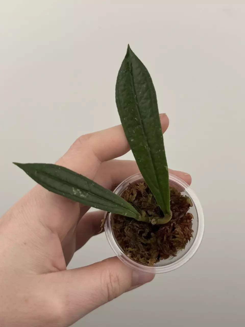 Hoya Rigidifolia thumbnail