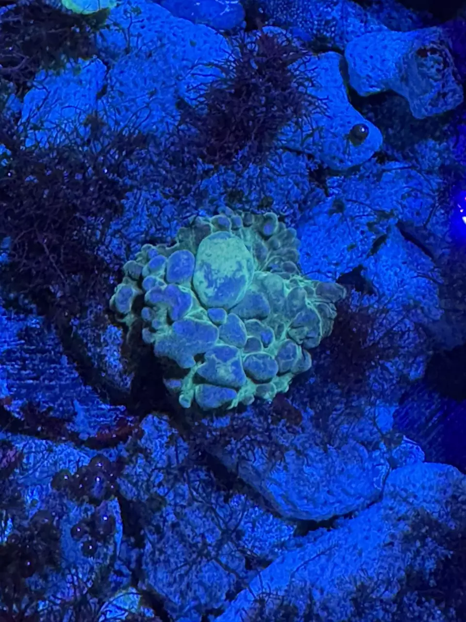 Bounce mushroom coral thumbnail