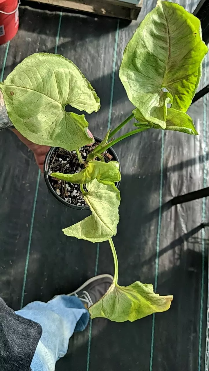 540 Syngonium Allusion thumbnail