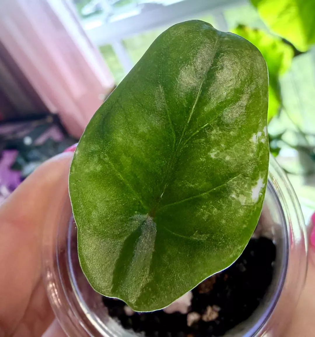 Albo Metallic Blue Alocasia thumbnail