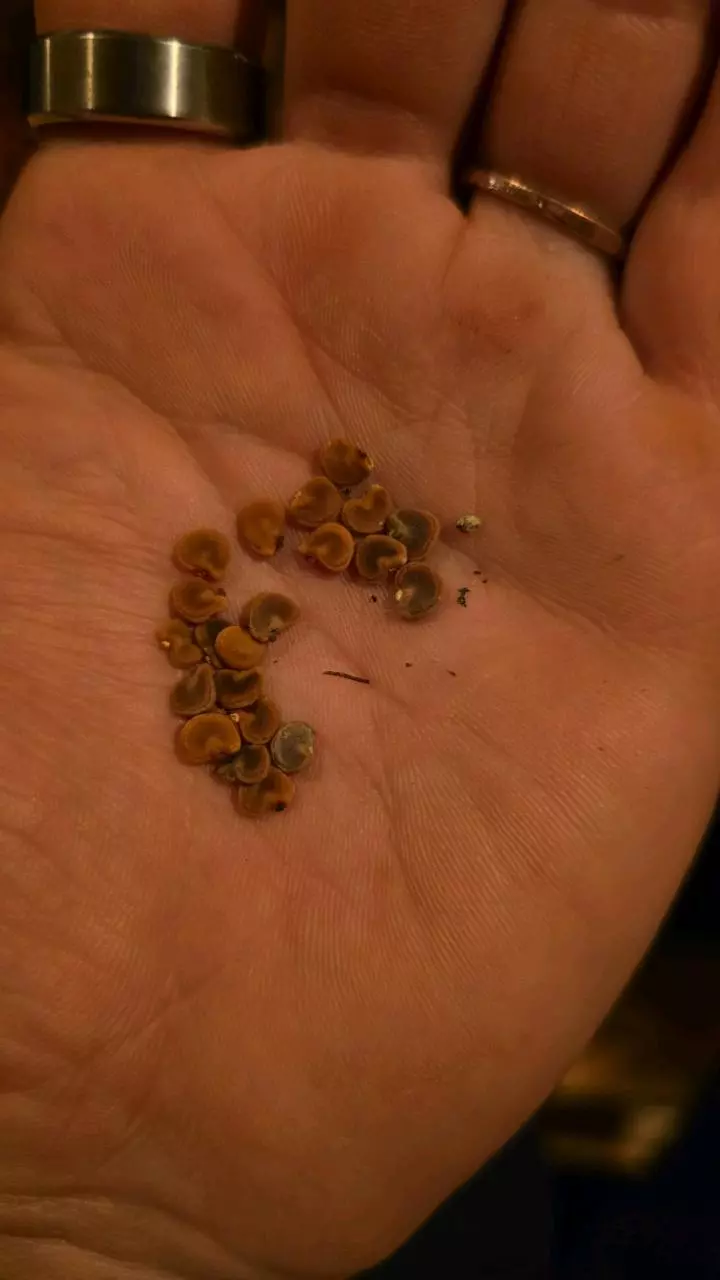 Angel Moon Trumpet seeds thumbnail