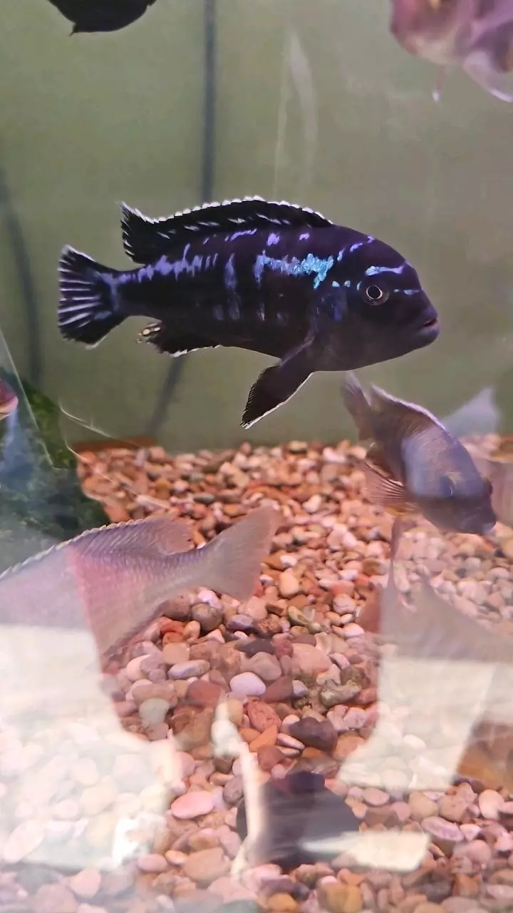 Lg cichlid blue thumbnail