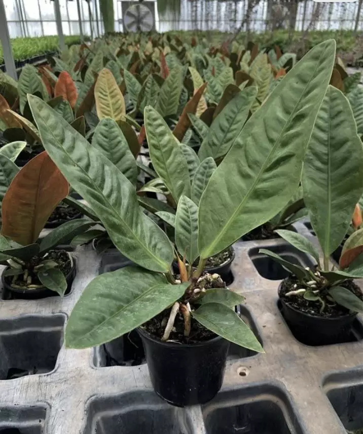 XL Anthurium Superbum starter plant growers choice thumbnail