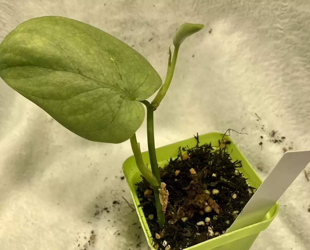 Scindapsus platinum thumbnail