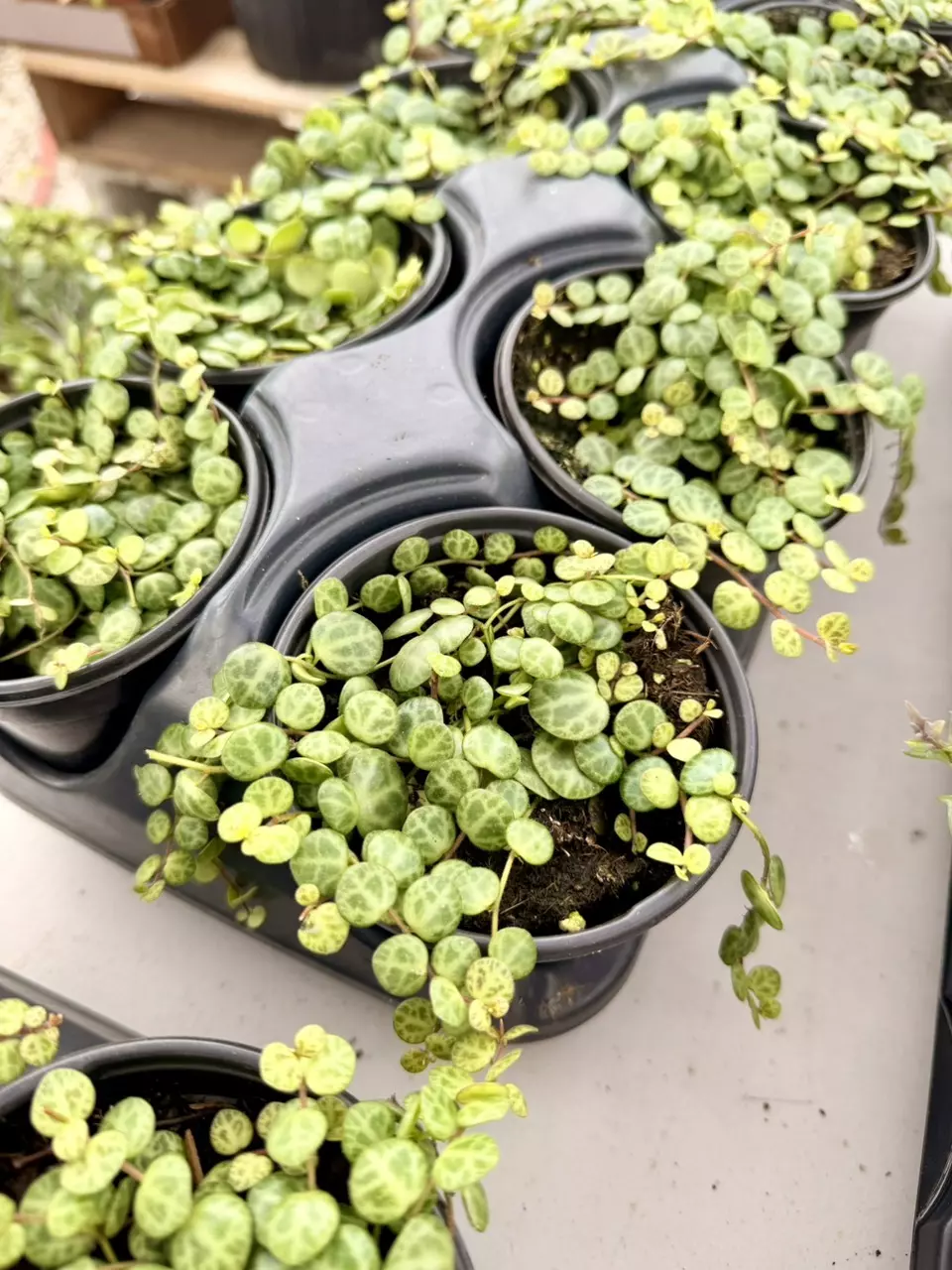 4" String of Turtles thumbnail