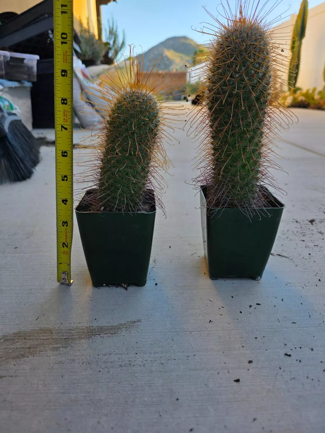 Mamillaria Magnifica (GC) thumbnail