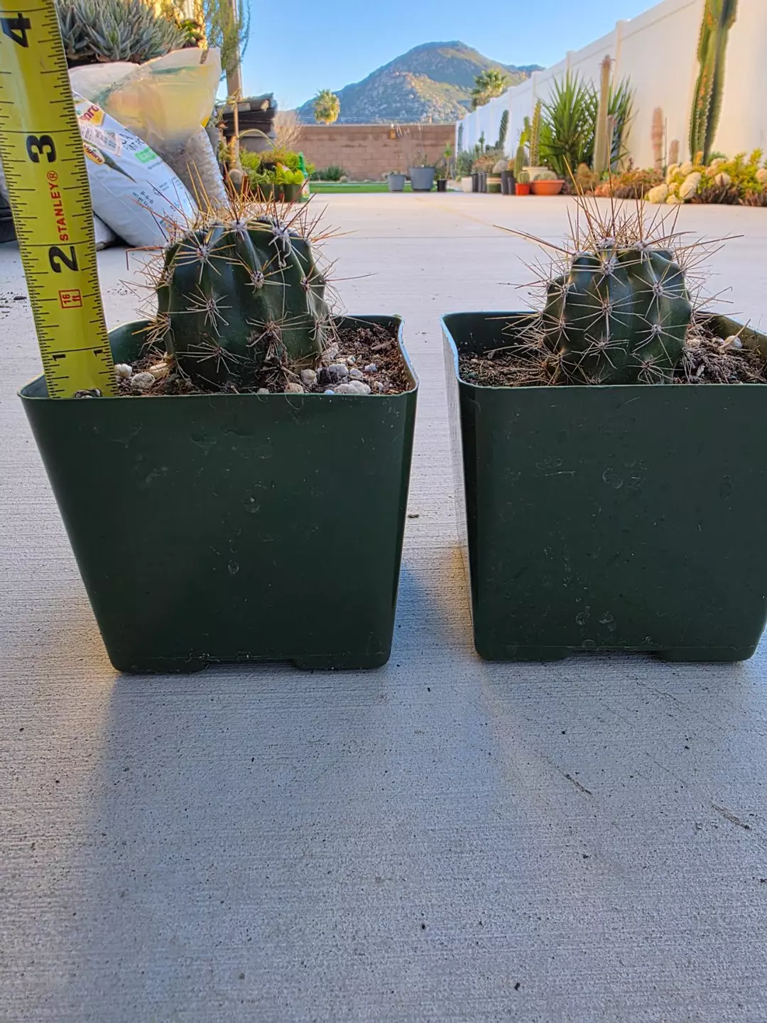 Carnegiea Gigantea (GC) (Saguaro) thumbnail