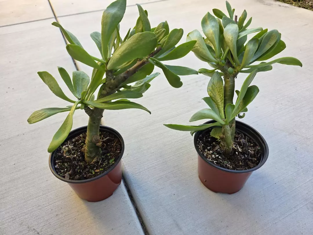 Tylecodon Paniculatus (GC) thumbnail