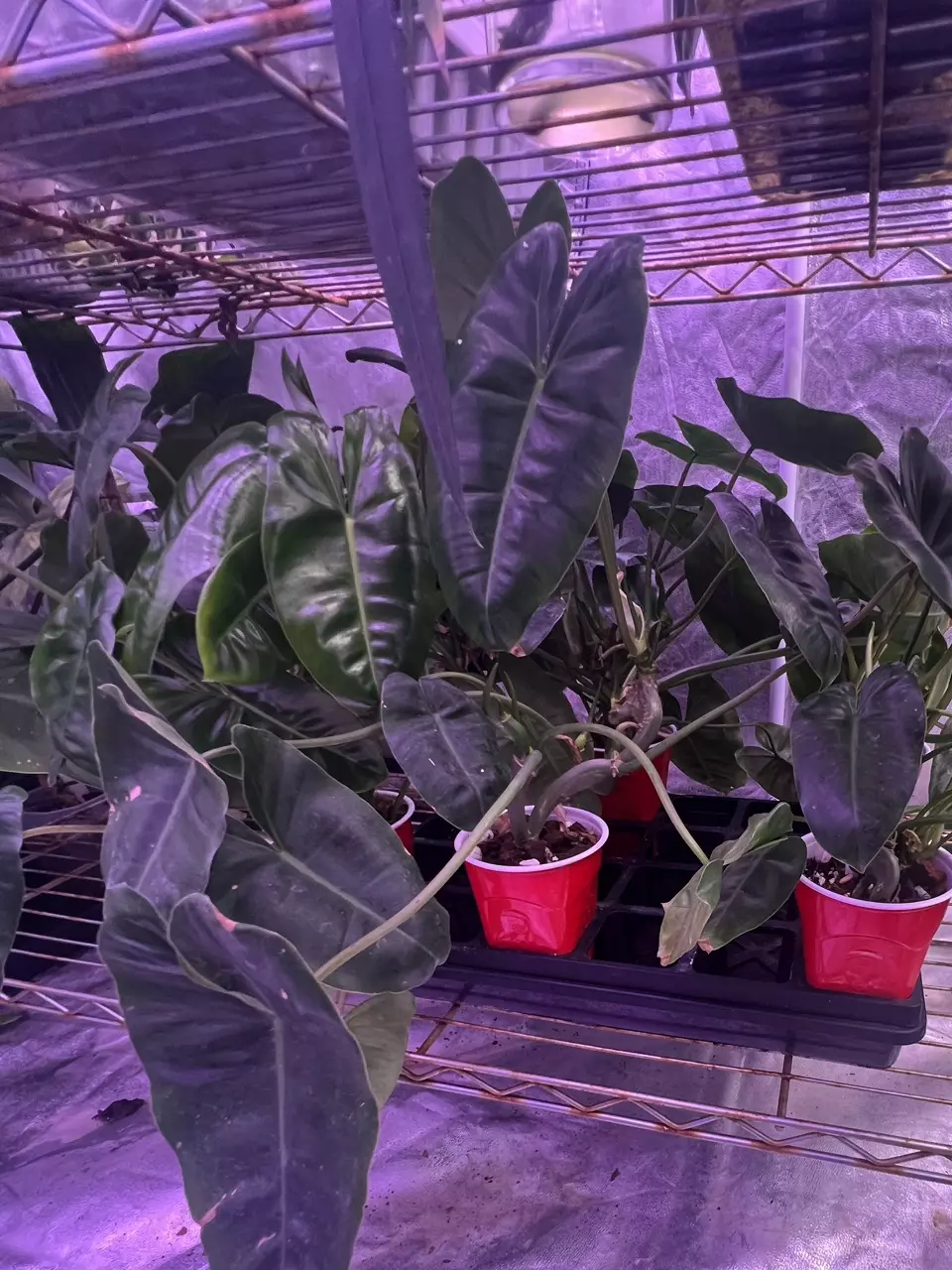 Burle Marxii Philodendron starter plant thumbnail