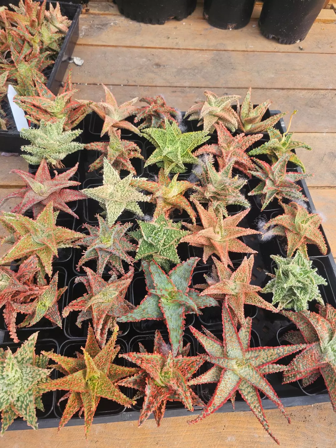 Aloes hybrid 3pcs thumbnail