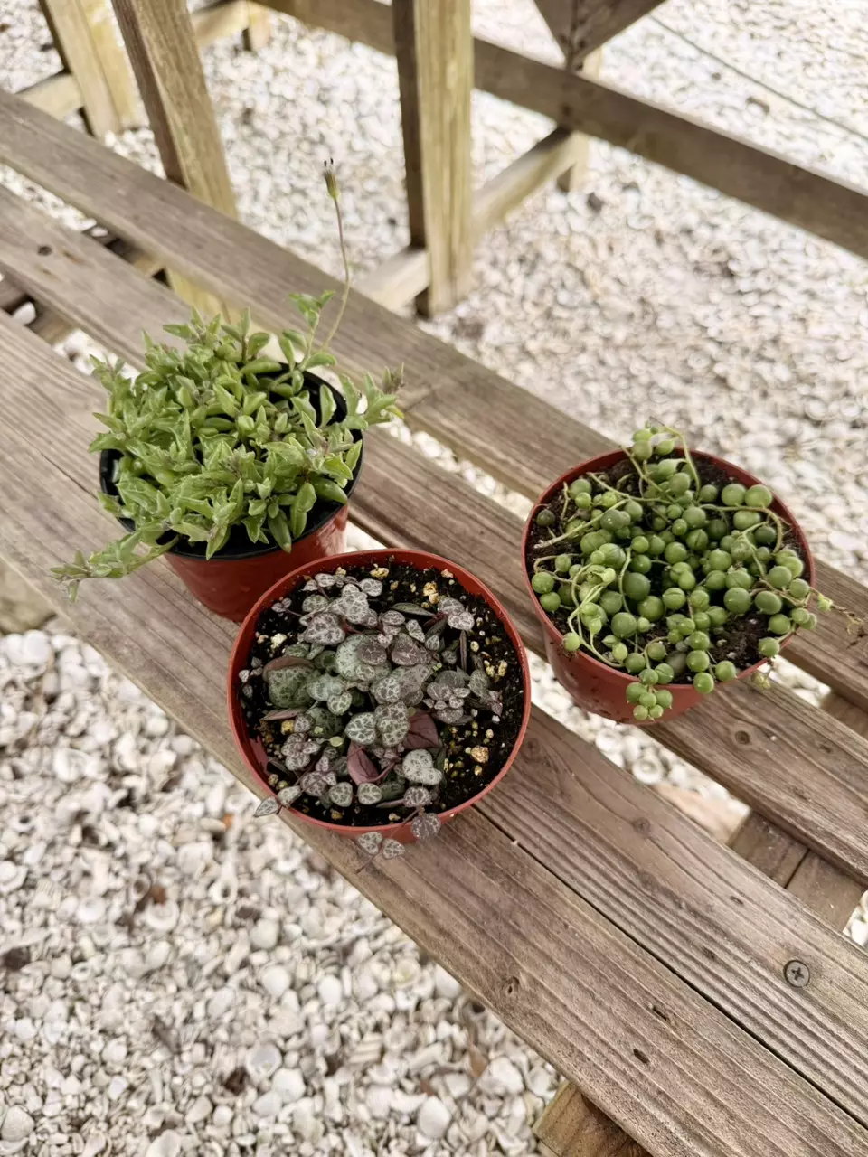 String of Things Bundle ~ Dolphins, Pearls and Hearts thumbnail