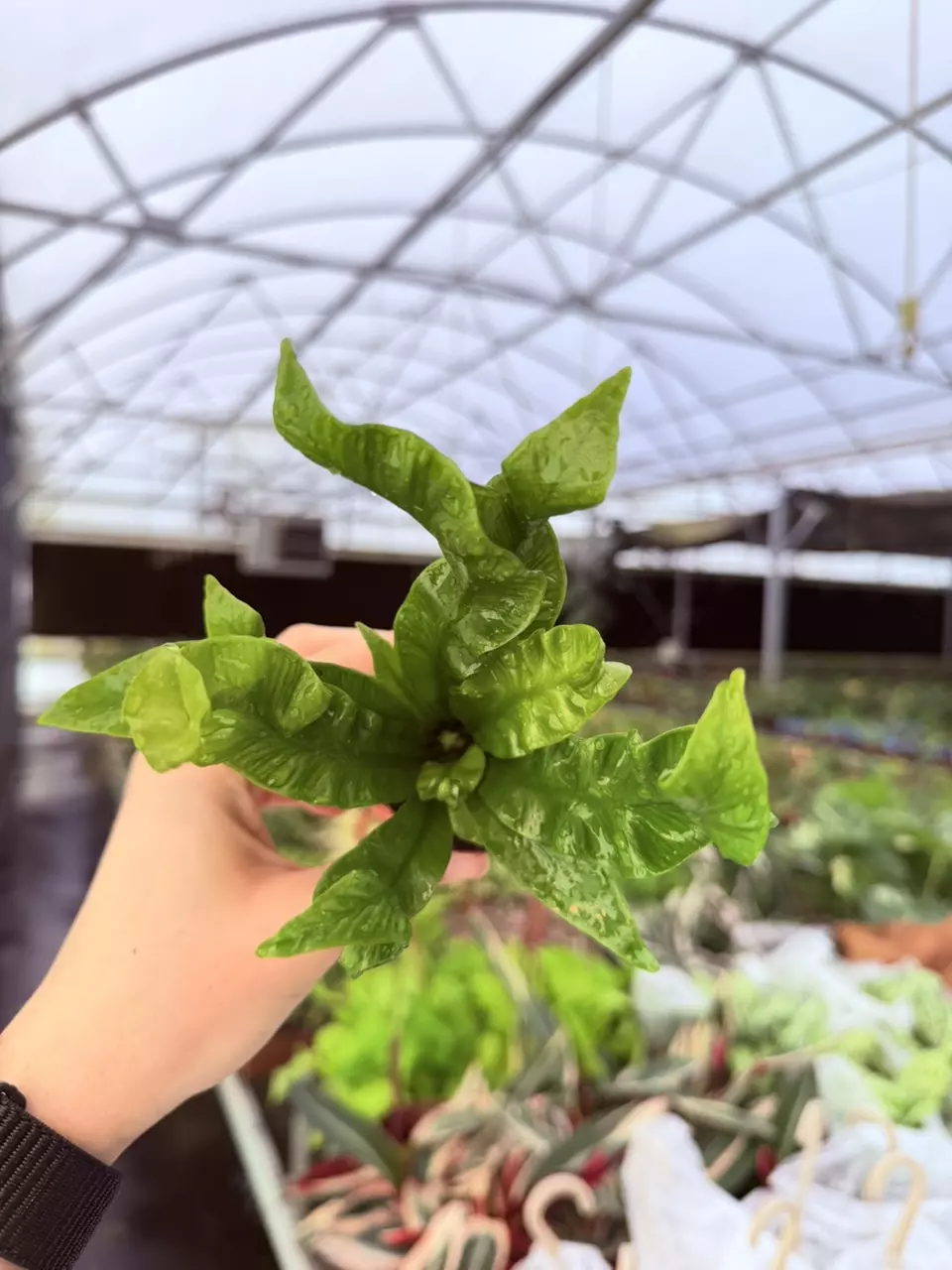 Crispy Wave Fern 2” Pot Growers Choice thumbnail