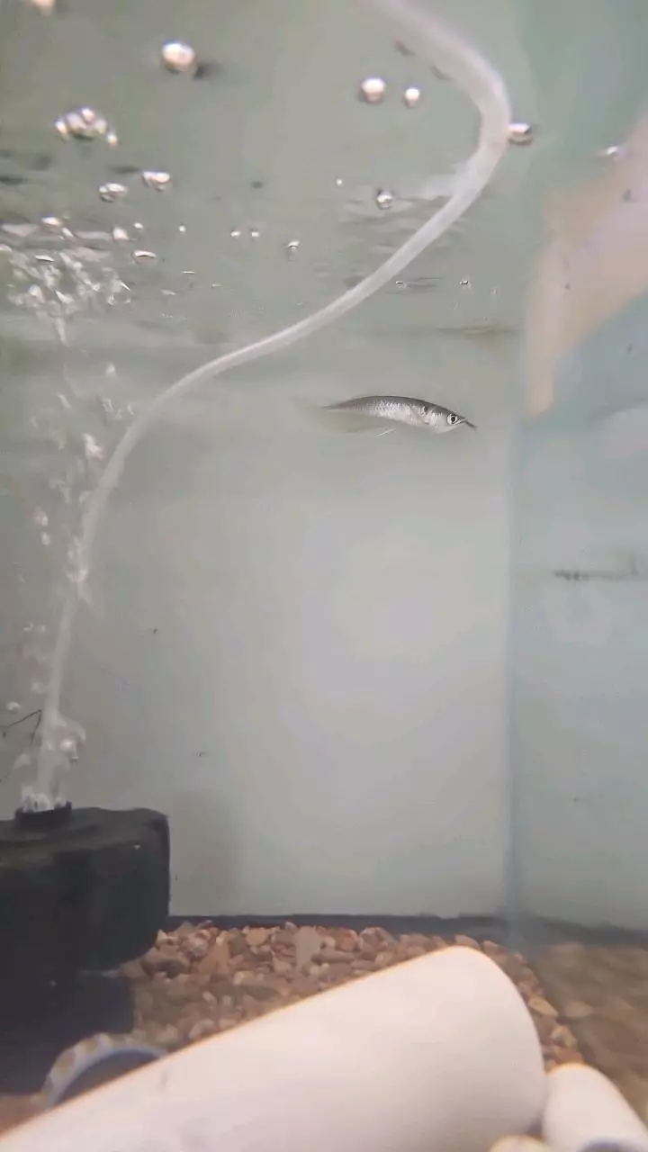 Silver arowana thumbnail