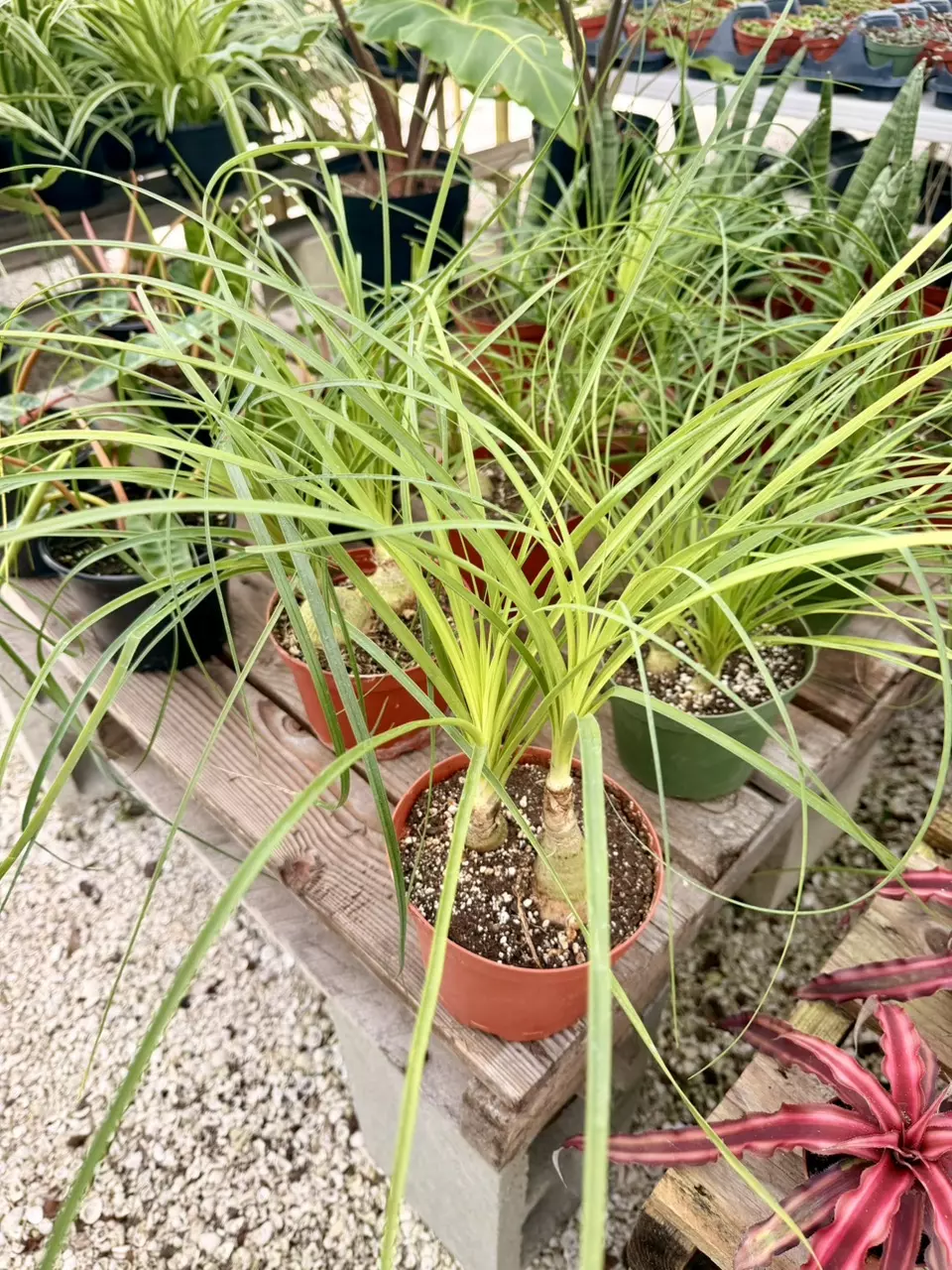 6" Pony Tail Palm thumbnail