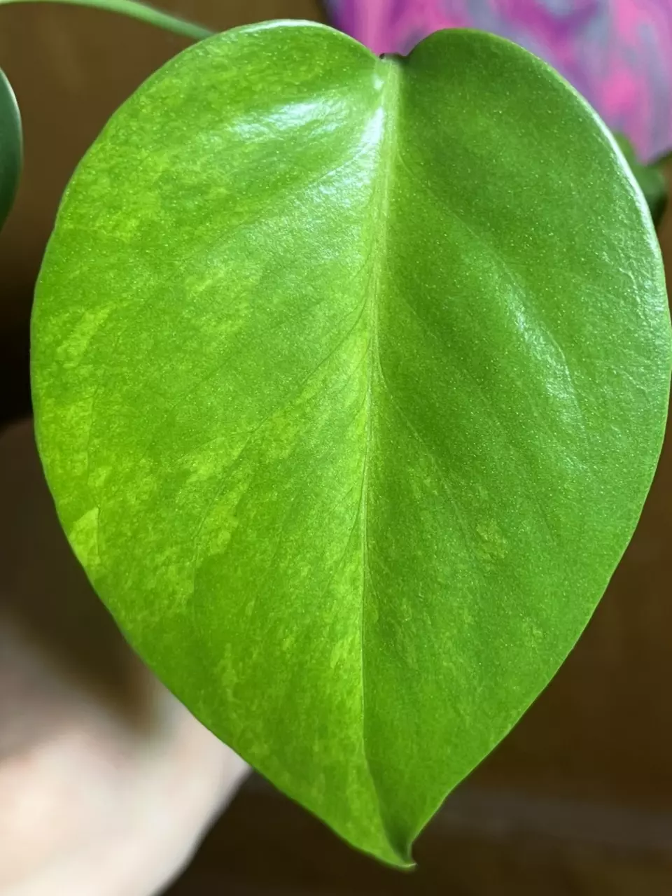 4” Green on Green Monstera thumbnail