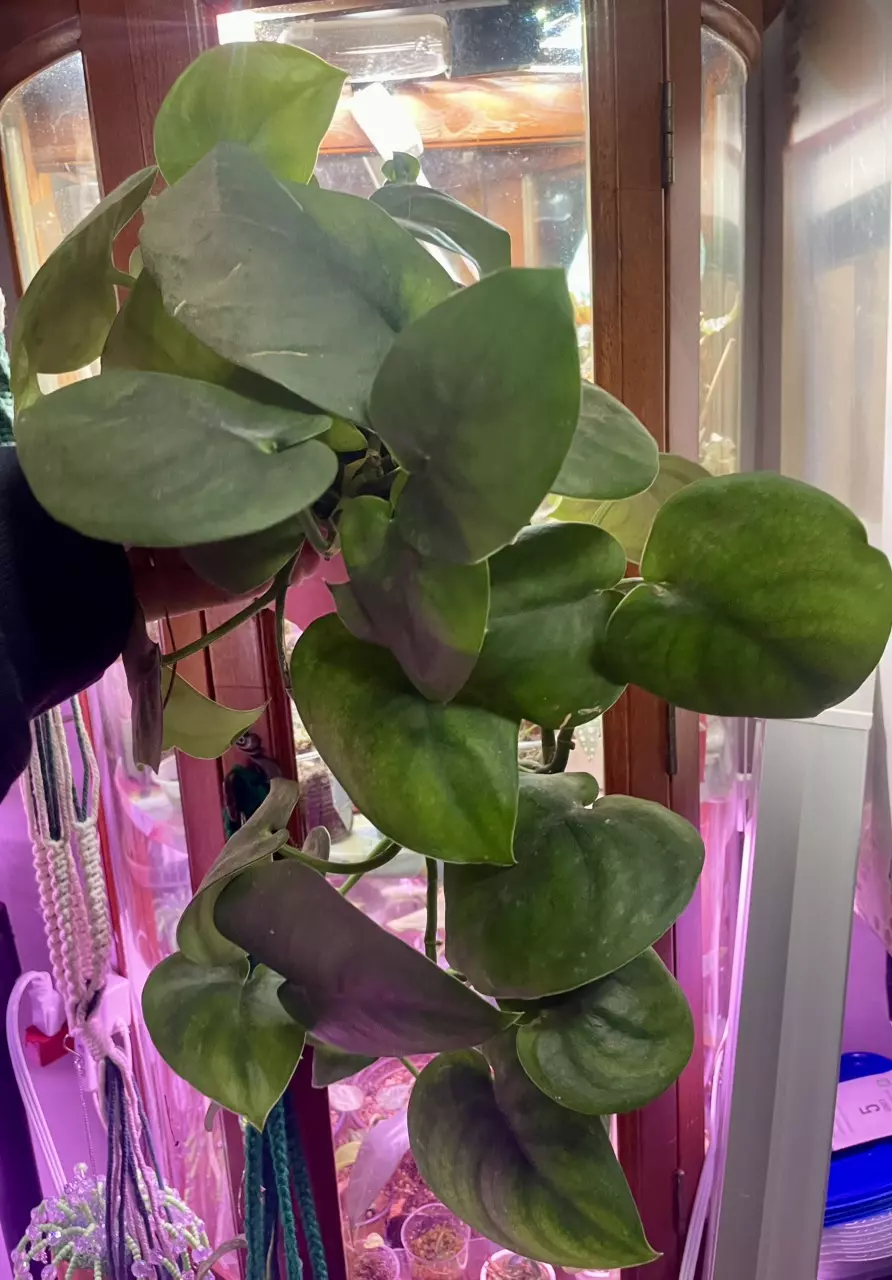 Scindapsus jade satin thumbnail