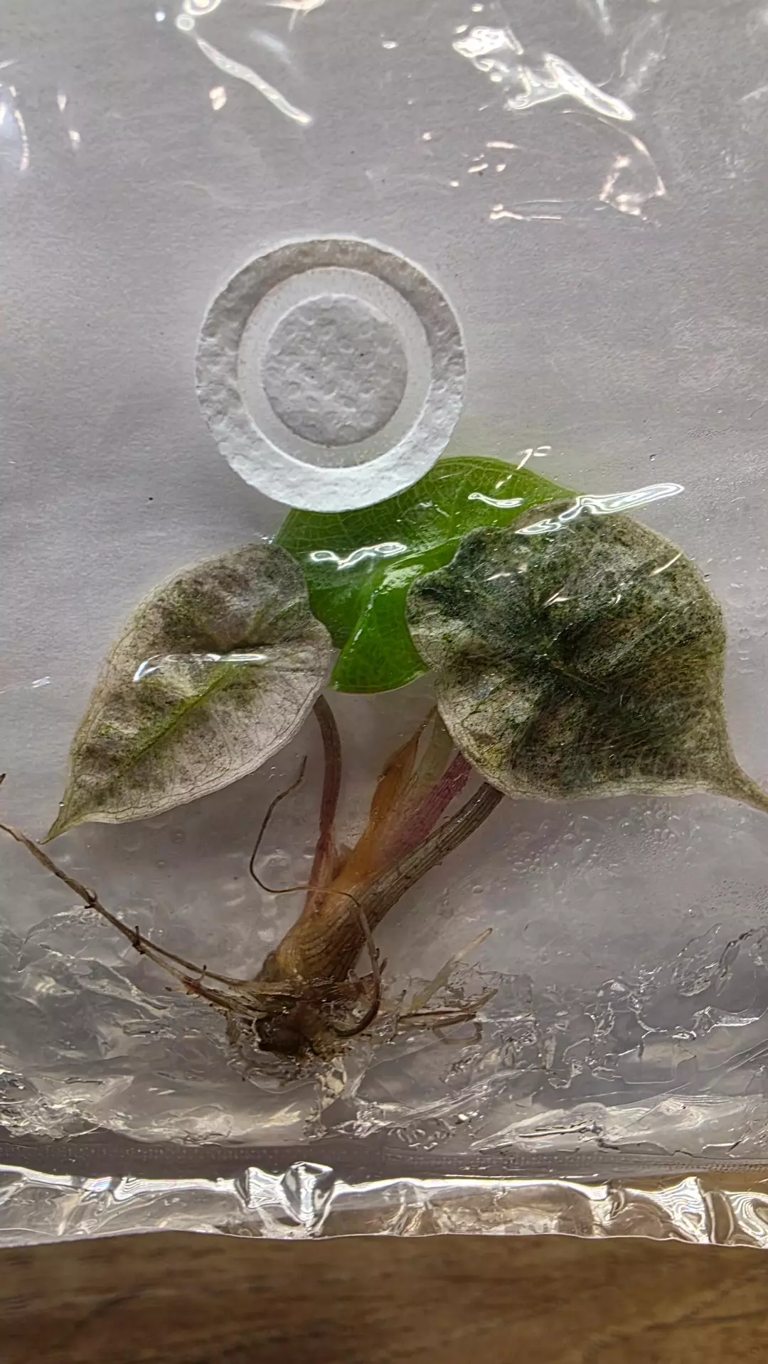 Alocasia Polly Pink Mint Variegated TC thumbnail