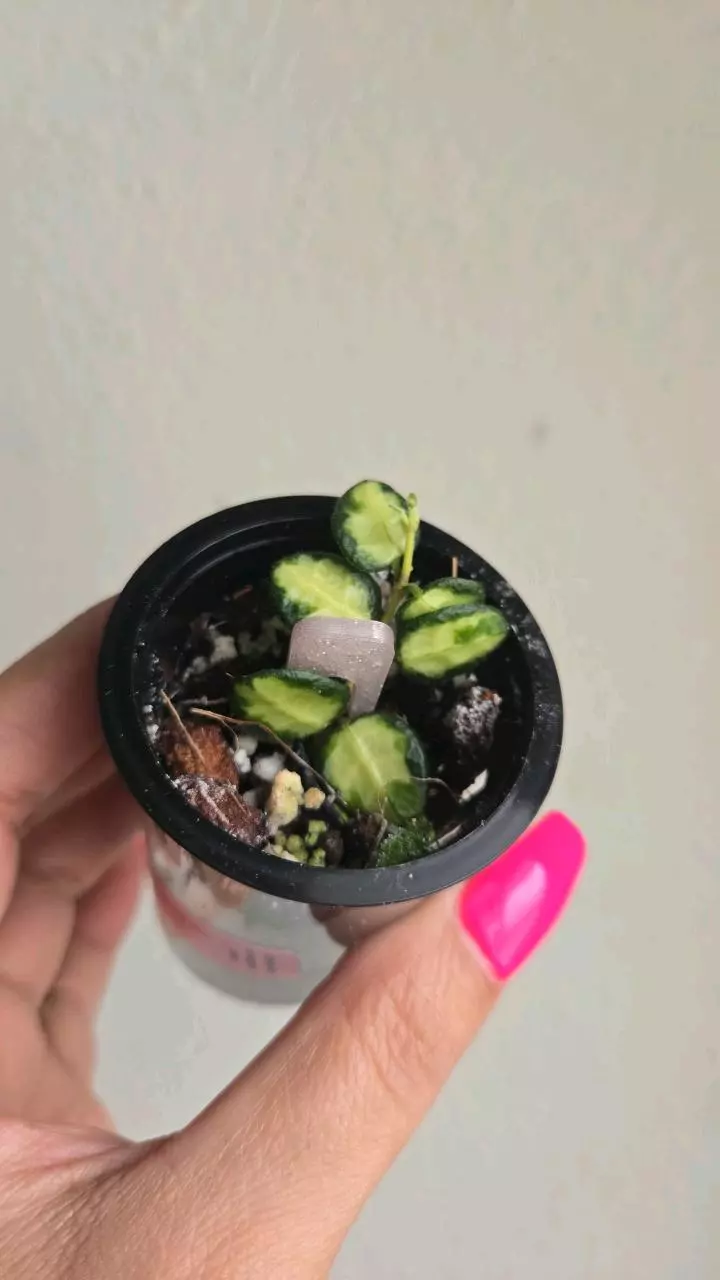 Hoya Tengchongensis (variegated) #9278 thumbnail