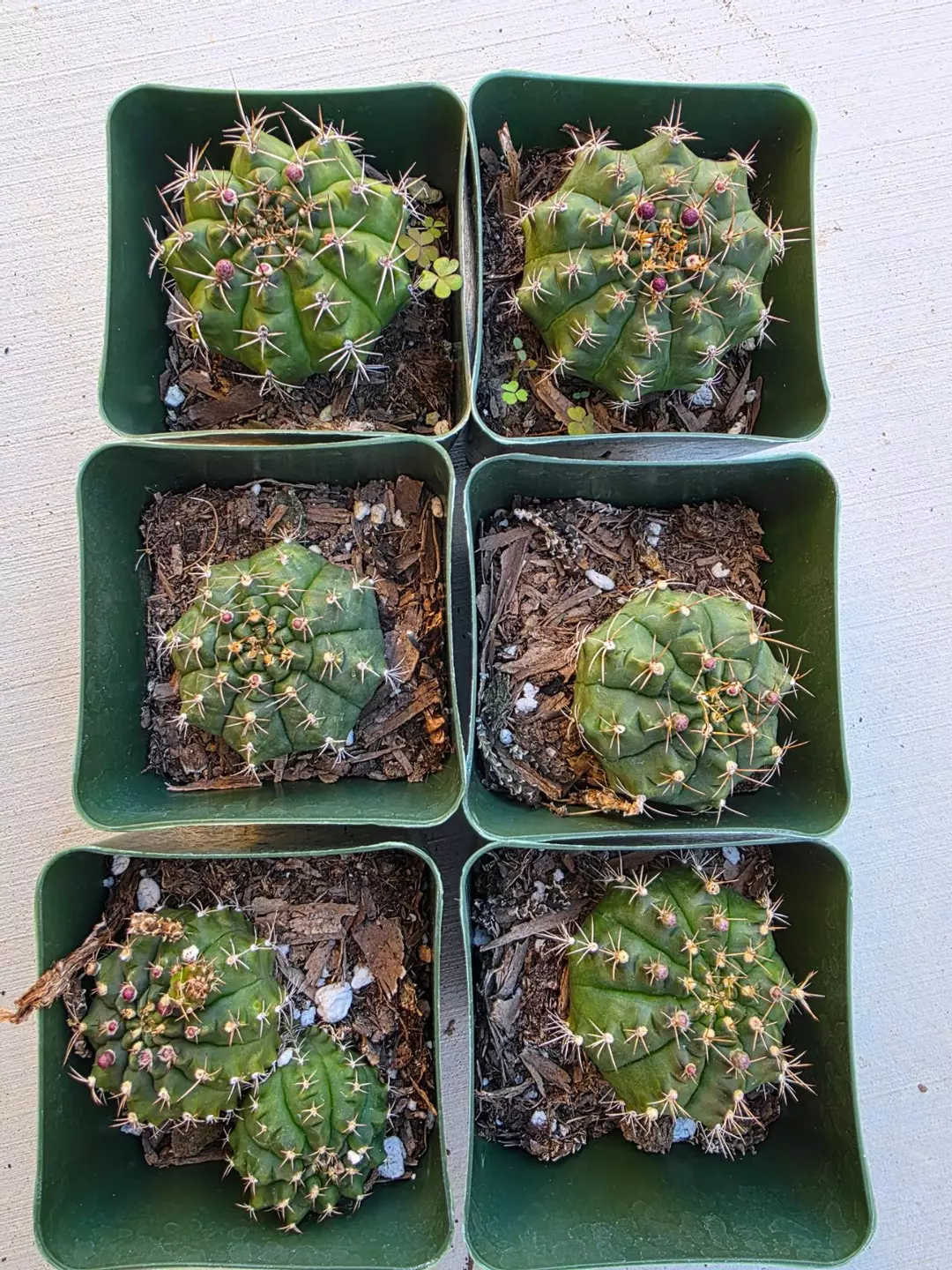 Gymnocalycium Mihanovichii (GC) thumbnail