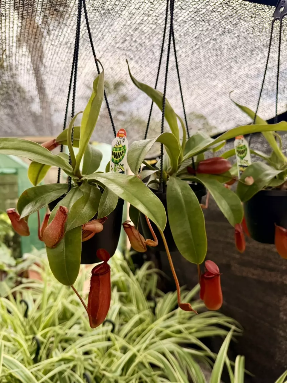 4" HB Pitcher Plant thumbnail