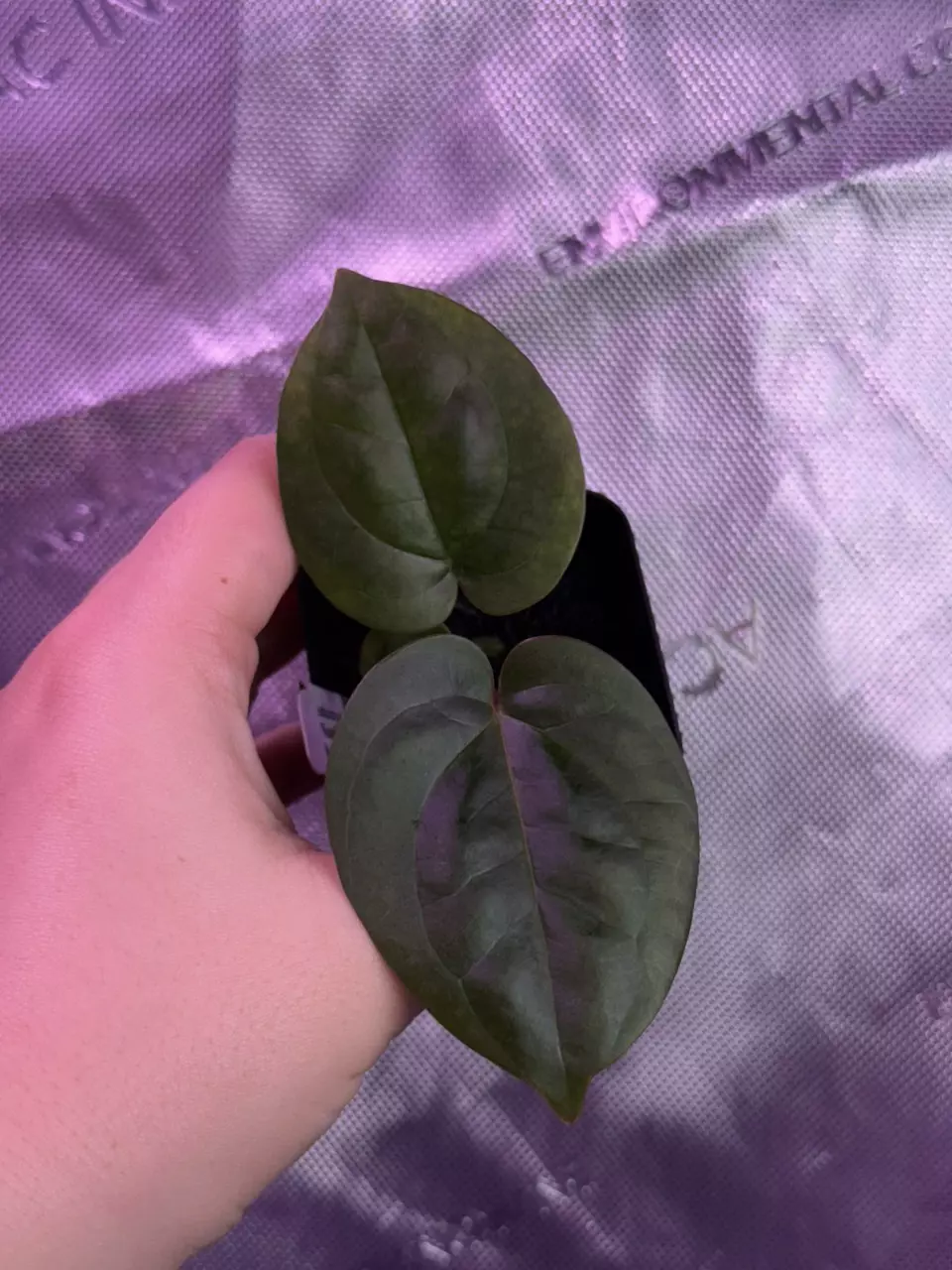 (#204) Anthurium radicans x (“Wonderboy A” self) by @nxcplants thumbnail