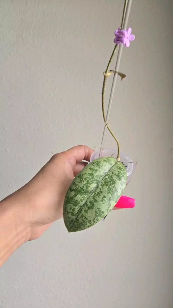 Hoya sp Borneo (splash, clone 1) #D 2980 thumbnail