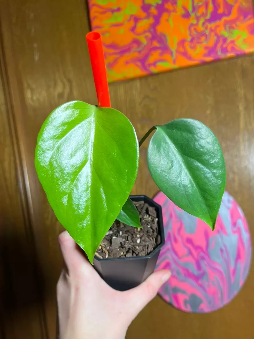 Monstera Sierrana thumbnail