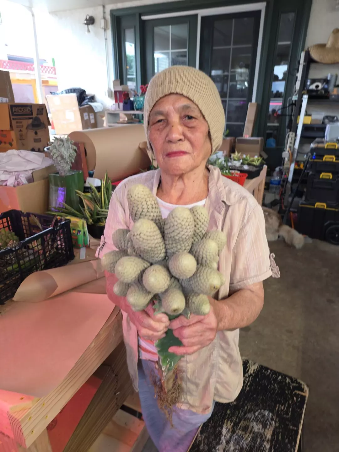 EUPHORBIA piscidermis thumbnail