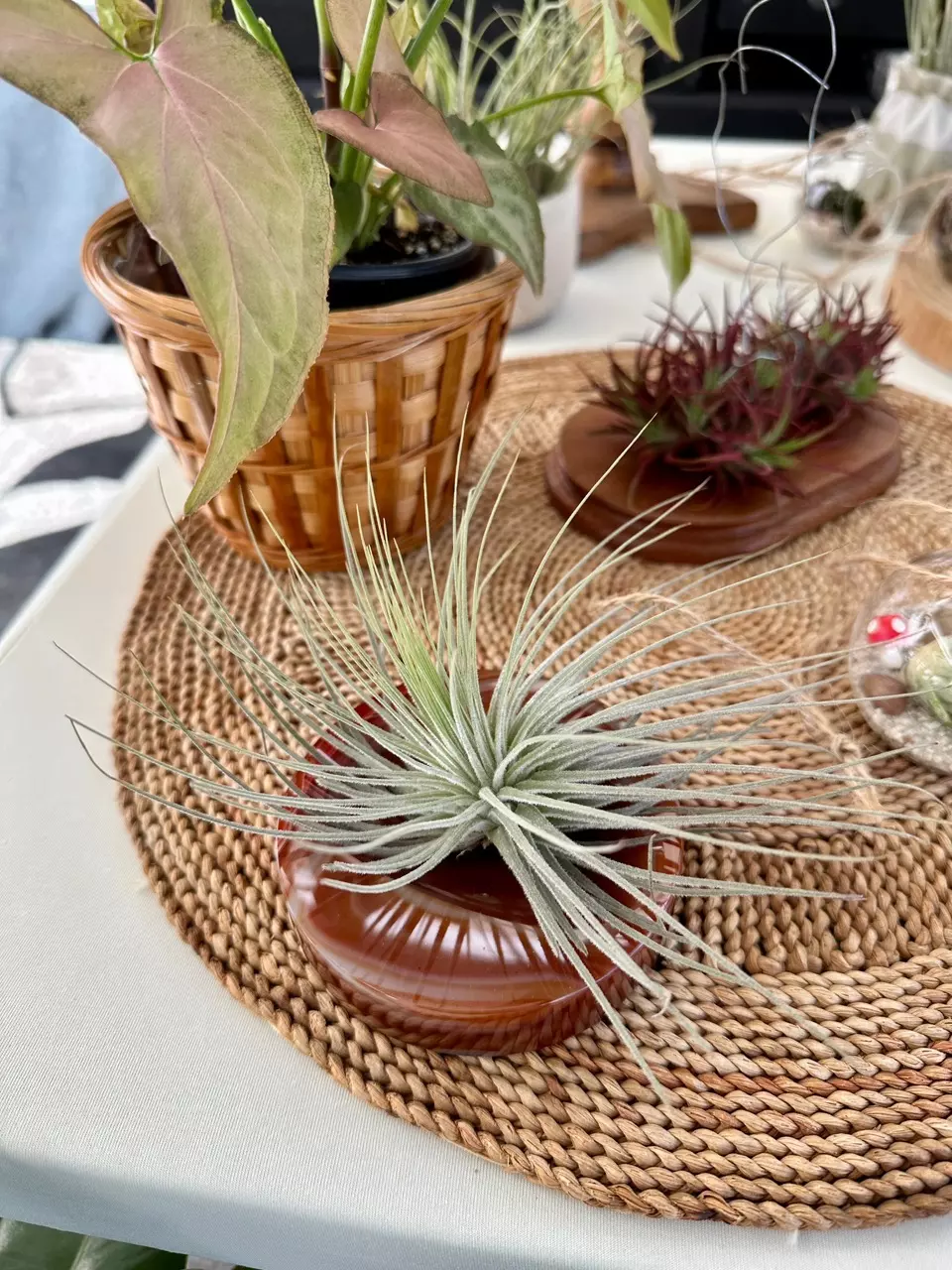 Tillandsia • Magnusiania thumbnail