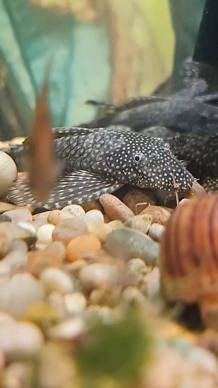 Large bushy nose plecos thumbnail