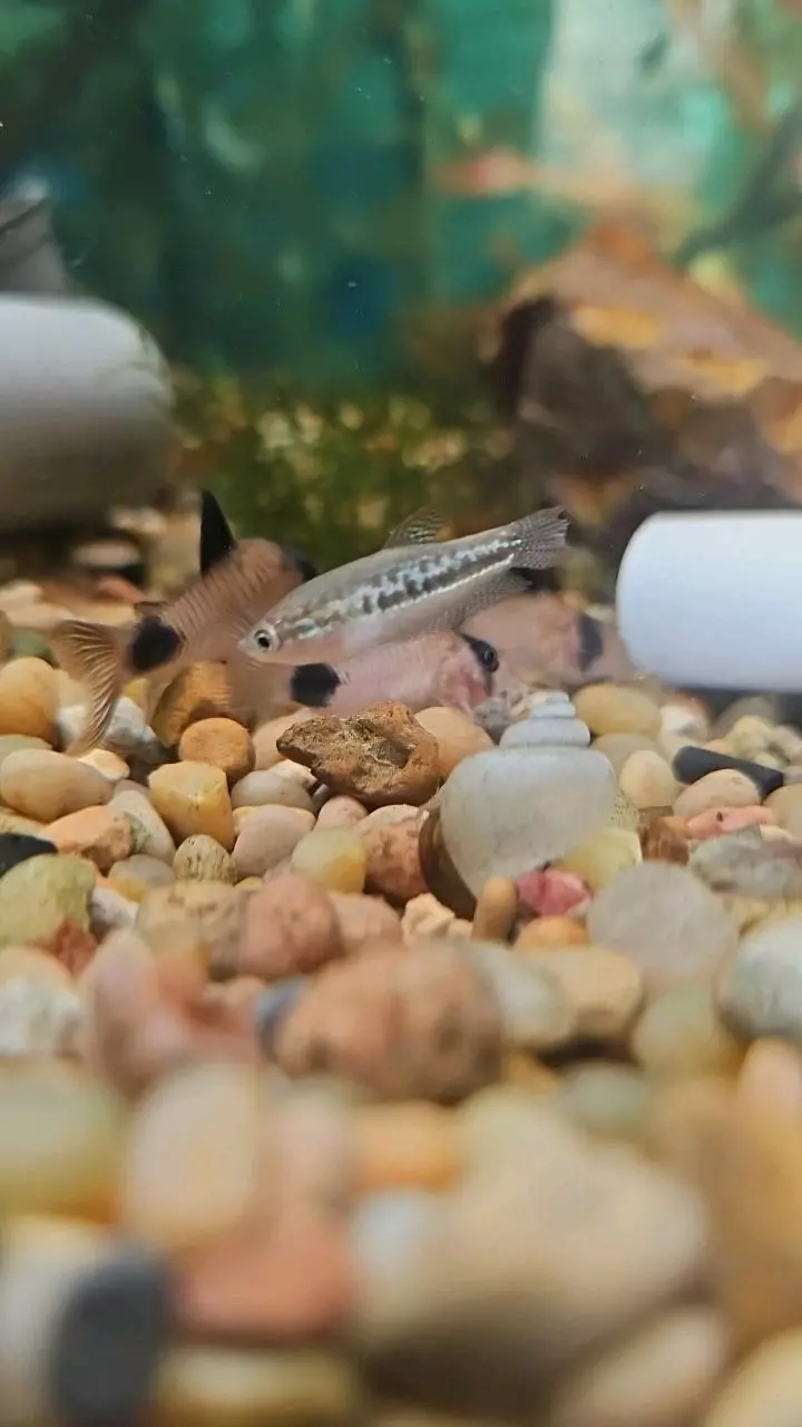 Sparkling gourami  3 pack thumbnail