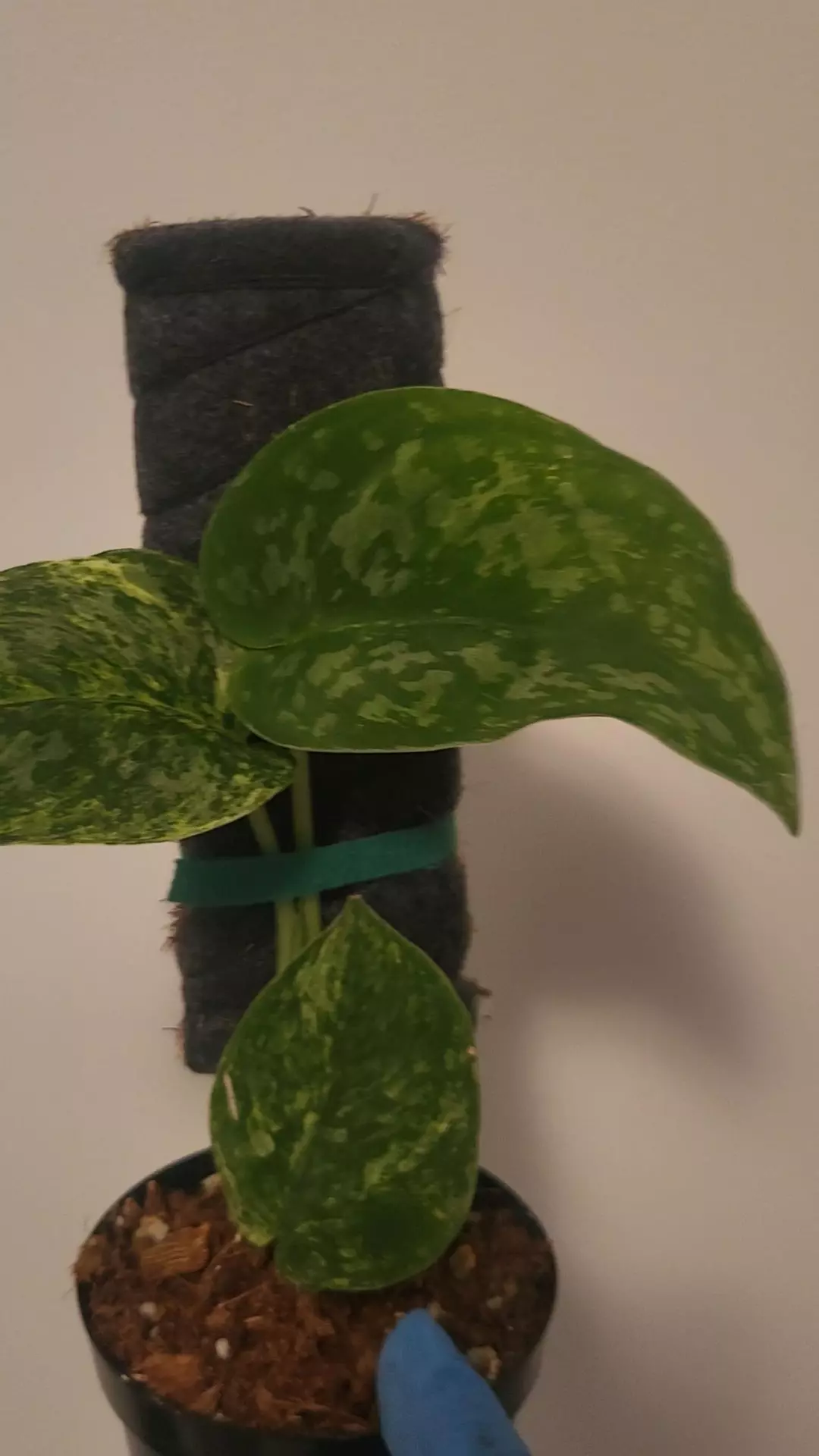 Scindapsus baticon ( GC) thumbnail