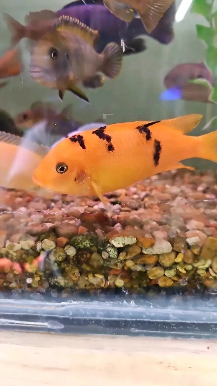 Ob red zebra thumbnail