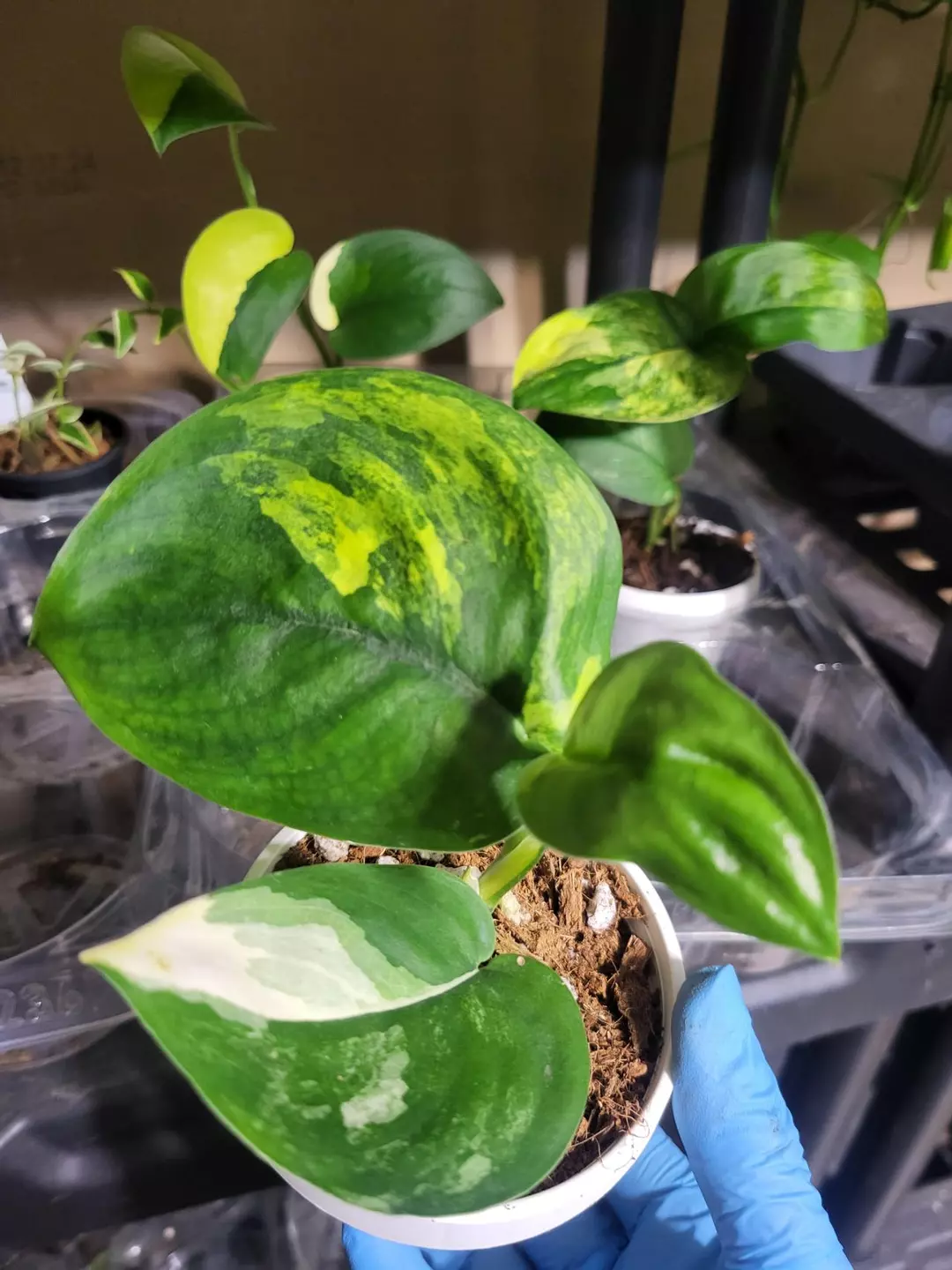 Scindapsus jade satin marble variegated thumbnail