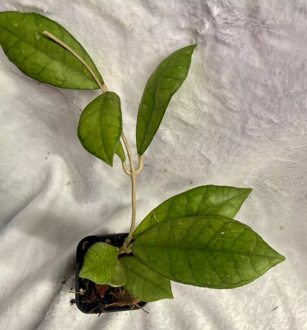 Hoya finlaysonii nova thumbnail