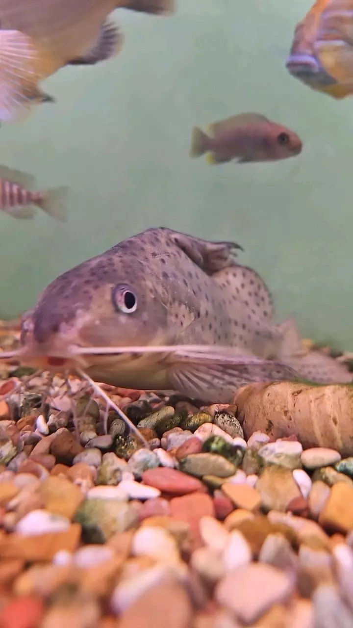 Large Synodontis thumbnail