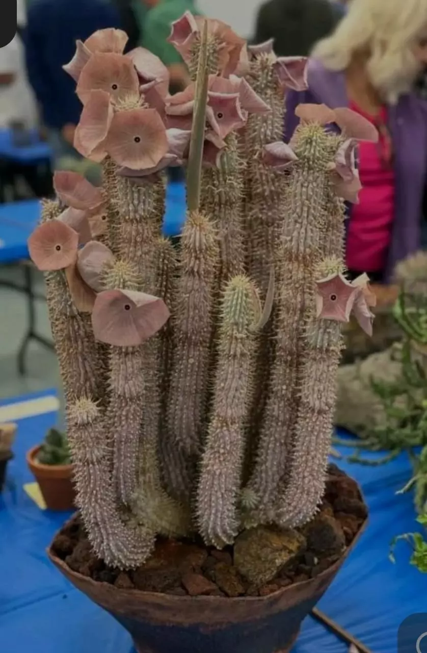 Hoodia juttae thumbnail