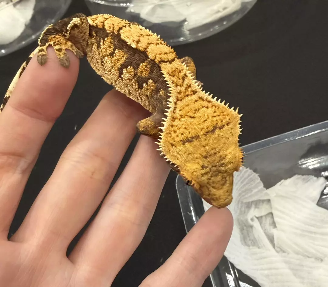 Spaghetti - Tangerine Tri-Color thumbnail