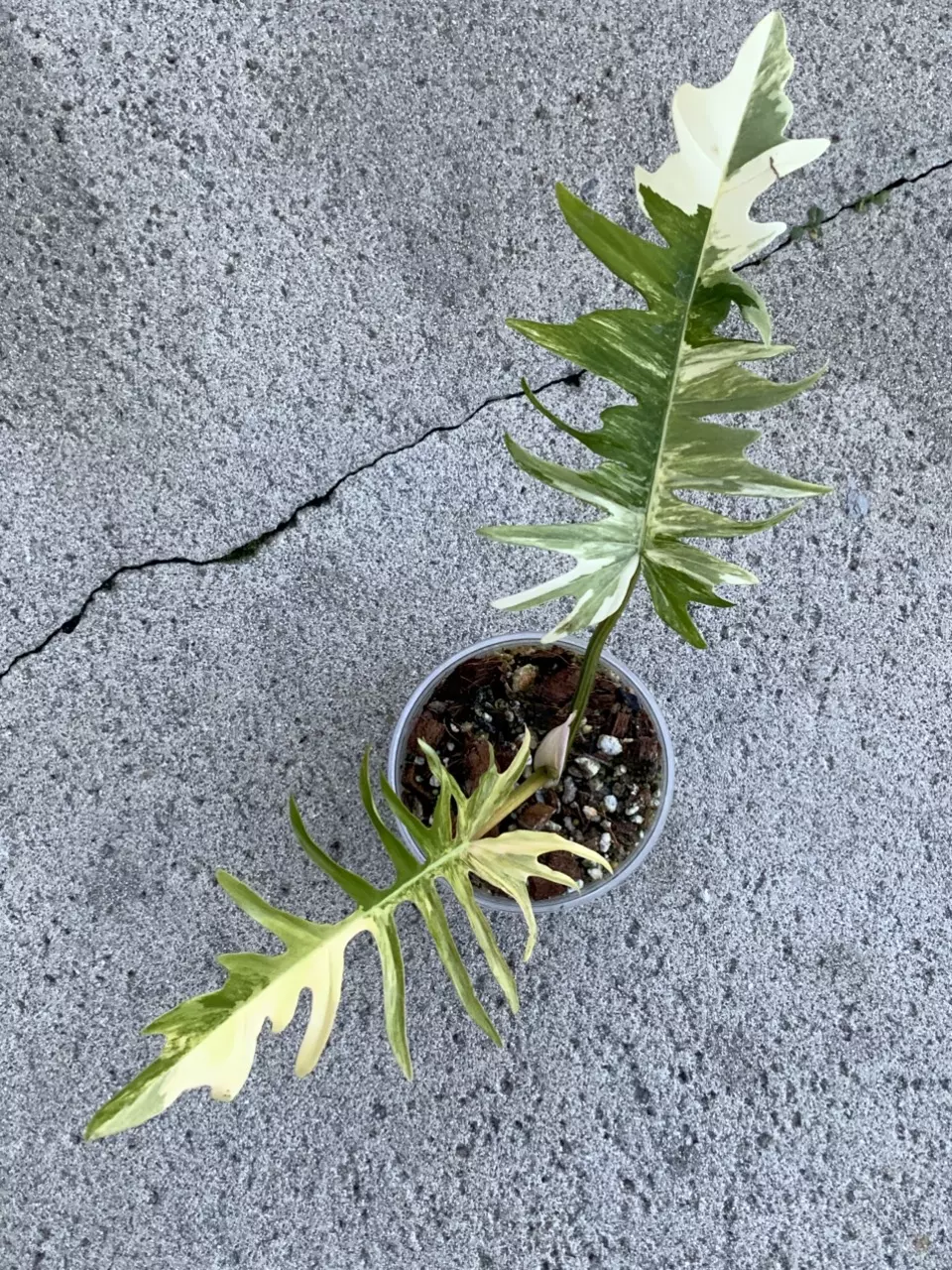 Philodendron Florida Beauty x Tortum Variegated Top Cut Rooted thumbnail