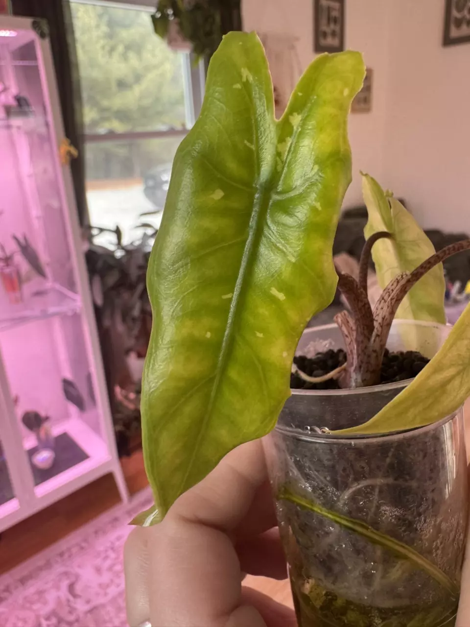 Shattered glass CORM thumbnail