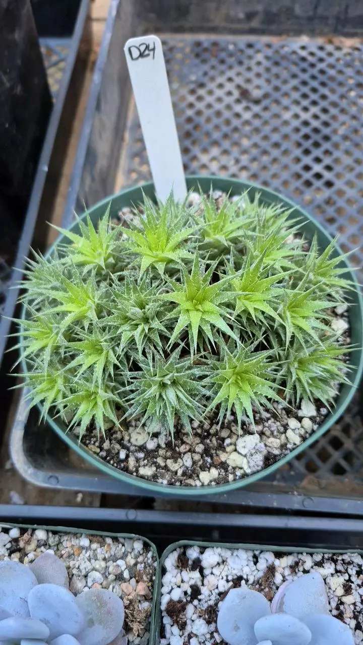 D24 Deuterocohnia brevifolia thumbnail