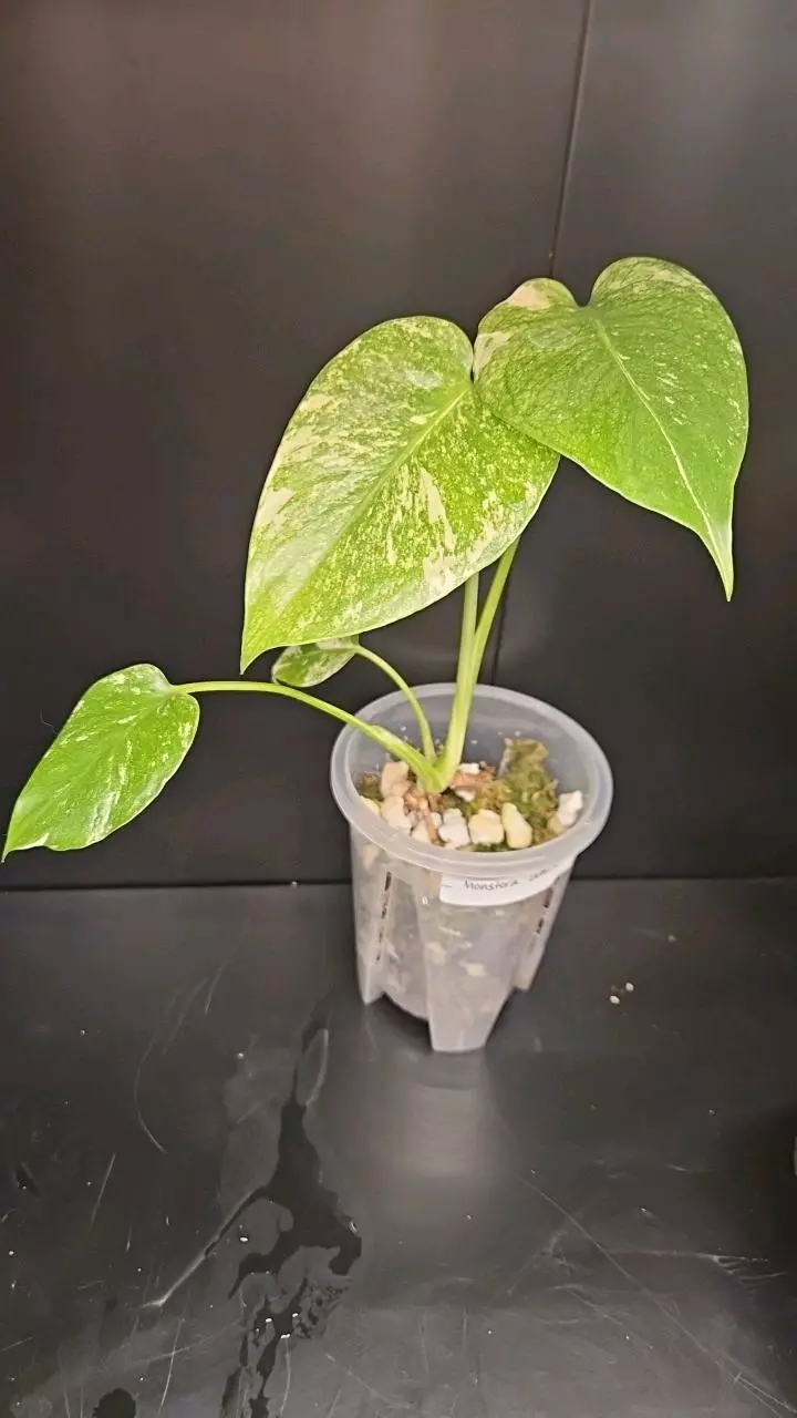 Monstera White Monster thumbnail